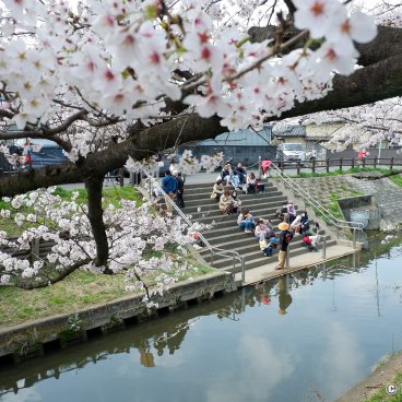 Shingashi-gawa (Kawagoe), People waiting to board the boat cruise during the sakura season