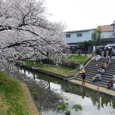 Shingashi-gawa (Kawagoe), People waiting to board the boat cruise during the sakura season 2