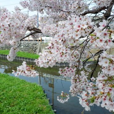 Shingashi-gawa (Kawagoe), Branches of blooming cherry trees extending above the river
