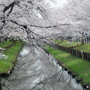 Shingashi-gawa (Kawagoe), Cherry trees blooming along the river 2
