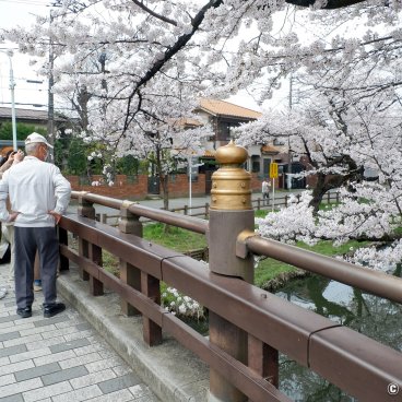Shingashi-gawa (Kawagoe), Hikawa-bashi bridge in early spring