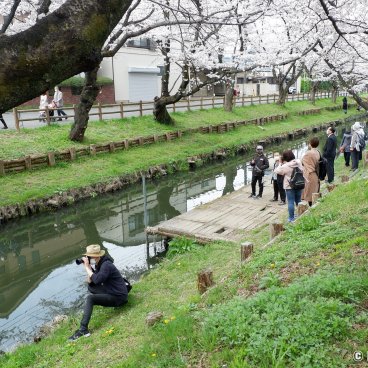 Shingashi-gawa (Kawagoe), People watching the cherry blossoms from the river's pier