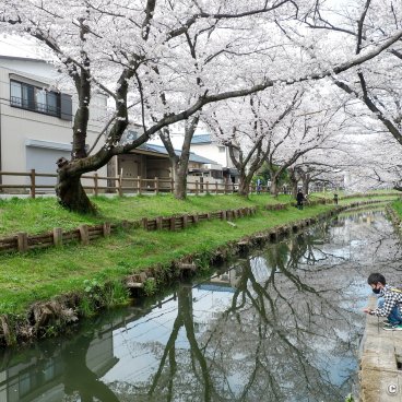 Shingashi-gawa (Kawagoe), Stroll under the blooming cherry trees along the river