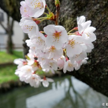 Shingashi-gawa (Kawagoe), Cherry blossoms by the river