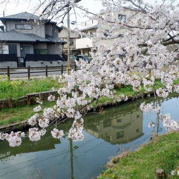 Shingashi-gawa (Kawagoe), Stroll under the blooming cherry trees along the river 2