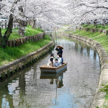 Shingashi-gawa (Kawagoe), Boat cruise on the river during the sakura season 2