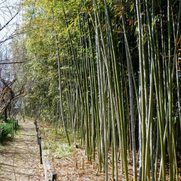 Umenomiya Taisha (Kyoto), Bamboo grove in the shrine's grounds