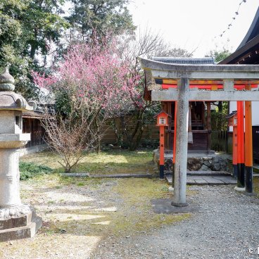 Umenomiya Taisha (Kyoto), Secondary shrine and blooming plum tree