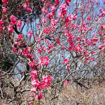 Umenomiya Taisha (Kyoto), Blooming plum trees at the end of winter