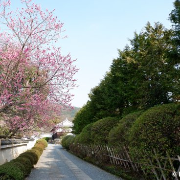 Zuishin-in (Kyoto), View towards Ono Baien garden during the plum tree blossoms season in March 2
