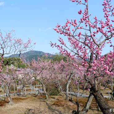Zuishin-in (Kyoto), Ono Baien garden during the plum tree blooming season in mid-March