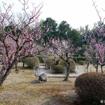 Zuishin-in (Kyoto), Ono Baien garden during the plum tree blooming season in mid-March 2