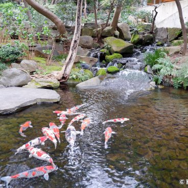 Happo-en (Tokyo), Koi carps pond in the Japanese garden