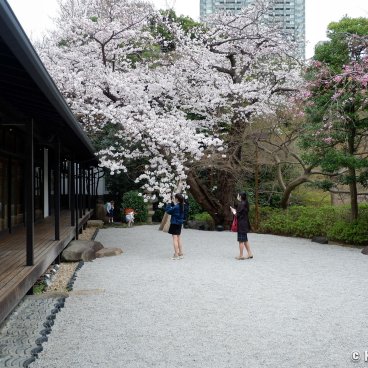 Happo-en (Tokyo), Blooming cherry tree in spring in front of Hakuho-kan building