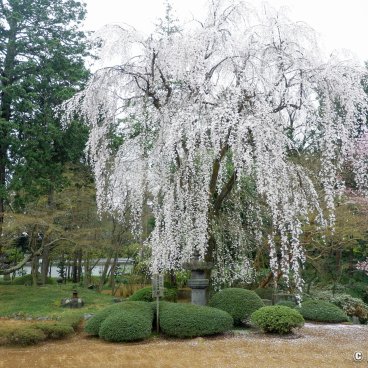 Kita-in (Kawagoe), View of the garden's blooming cherry trees from the temple's indoor 2