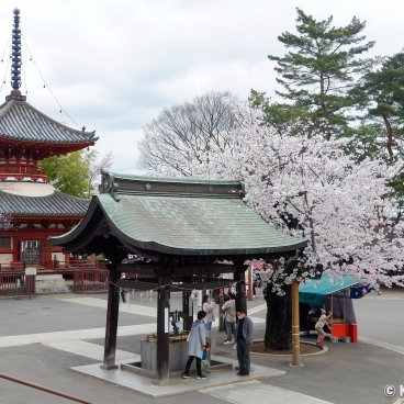 Kita-in (Kawagoe), Temple's grounds during the sakura blossoms season