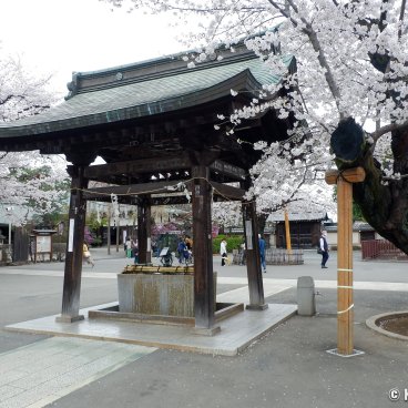 Kita-in (Kawagoe), Purification pavilion and blooming cherry trees