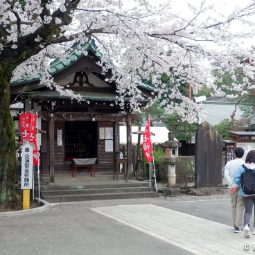 Kita-in (Kawagoe), Daikokuten pavilion and blooming cherry trees
