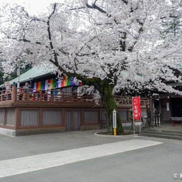Kita-in (Kawagoe), Blooming cherry trees in late March in front of the large Jikeido pavilion