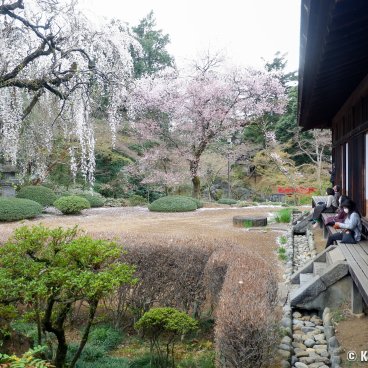 Kita-in (Kawagoe), View of the garden's blooming cherry trees from the temple's indoor