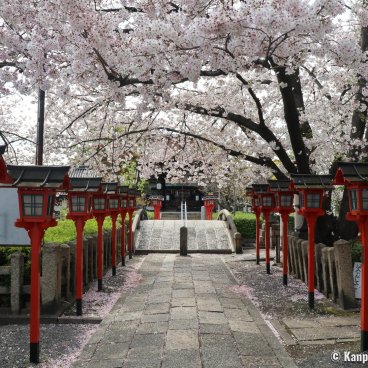 Rokusonno-jinja (Kyoto), Cherry blossoms and red lanterns in the shrine's grounds