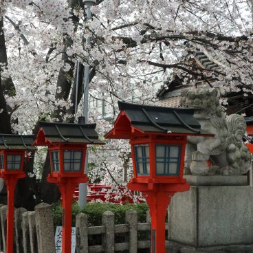 Rokusonno-jinja (Kyoto), Cherry blossoms and red lanterns in the shrine's grounds 2