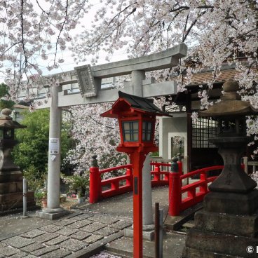 Rokusonno-jinja (Kyoto), Torii gate, cherry blossoms and red lanterns in the shrine's grounds
