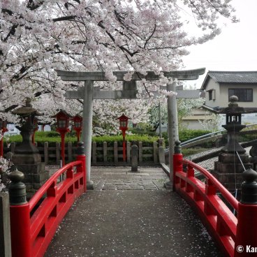 Rokusonno-jinja (Kyoto), Torii gate, cherry blossoms and red bridge in the shrine's grounds