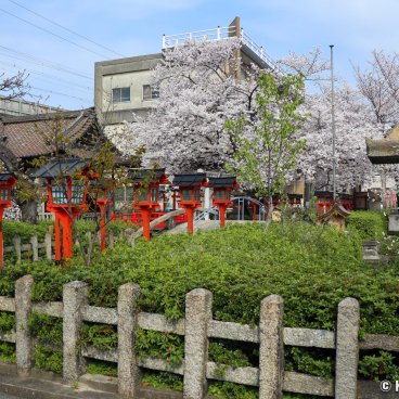 Rokusonno-jinja (Kyoto), Taiko-bashi bridge in spring
