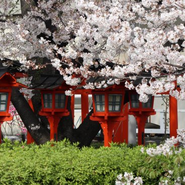 Rokusonno-jinja (Kyoto), Cherry blossoms and red lanterns in the shrine's grounds 3