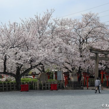Rokusonno-jinja (Kyoto), Cherry trees in bloom in the shrine's grounds