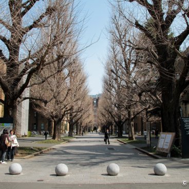 Todai (Tokyo), Gingko trees alley in front of the Yasuda Auditorium in winter