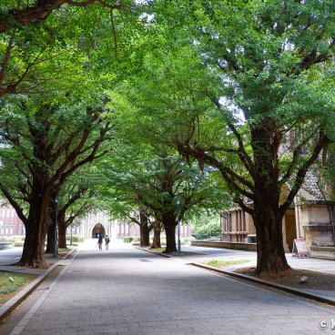 Todai (Tokyo), Green gingko trees alley in front of the Yasuda Auditorium