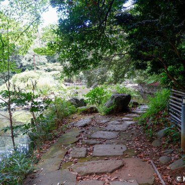 Todai (Tokyo), Walking path along Sanshiro Pond in summer