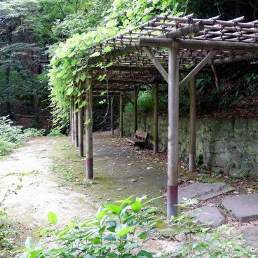 Todai (Tokyo), Walking path along Sanshiro Pond in summer 2