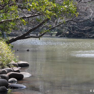 Todai (Tokyo), Sanshiro Pond in winter 2