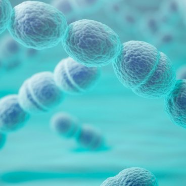 Bacterie Streptocoque Groupe A 02