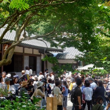 Meigetsu-in (Kamakura), Tourist crowd during the hydrangeas' blooming season (June 2018)