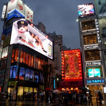Shinjuku Giant 3D Cat at nightfall 3
