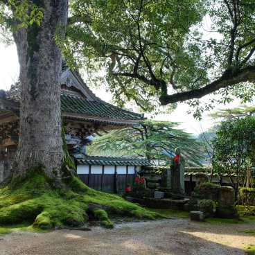 Daijo-ji (Kasumi, Hyogo), Sacred camphor tree