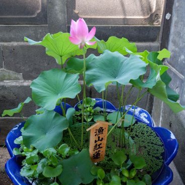 Naritasan Fukagawa Fudo-do (Tokyo), Water lily in summer