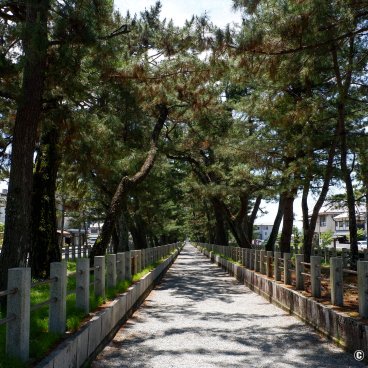 Horyu-ji (Ikaruga), Pine trees alley to Nandaimon gate