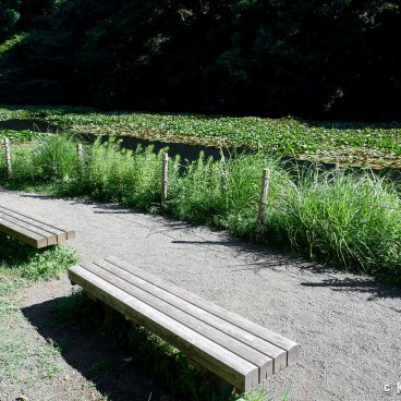 Meiji Jingu Gyoen (Tokyo), Walking path in summer along the Minami-ike pond