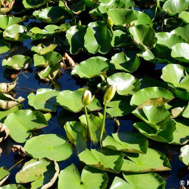 Meiji Jingu Gyoen (Tokyo), Water lilies on the Minami-ike pond in summer
