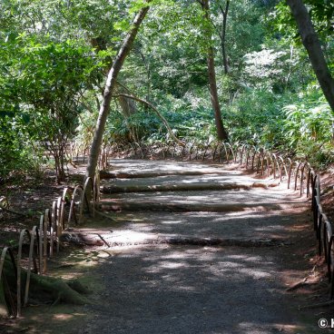 Meiji Jingu Gyoen (Tokyo), Walking path in summer