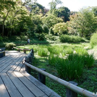 Meiji Jingu Gyoen (Tokyo), Boardwalk bridge in the iris field in summer