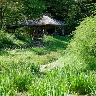 Meiji Jingu Gyoen (Tokyo), Iris field in summer and Gazebo Pavilion 2