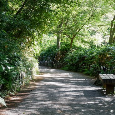 Meiji Jingu Gyoen (Tokyo), Walking path in summer 2