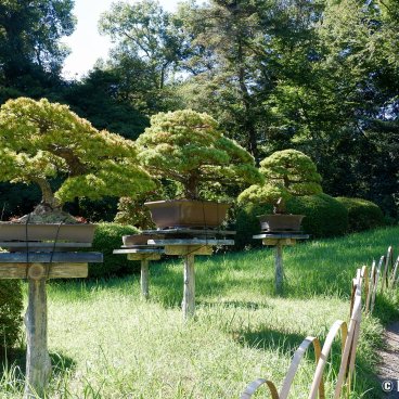 Meiji Jingu Gyoen (Tokyo), Walking path in summer with bonsai display