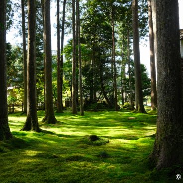 Hiyo Koke no Sato (Ishikawa), Moss garden and cedar trees in the village